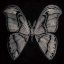 Picture of MOTH