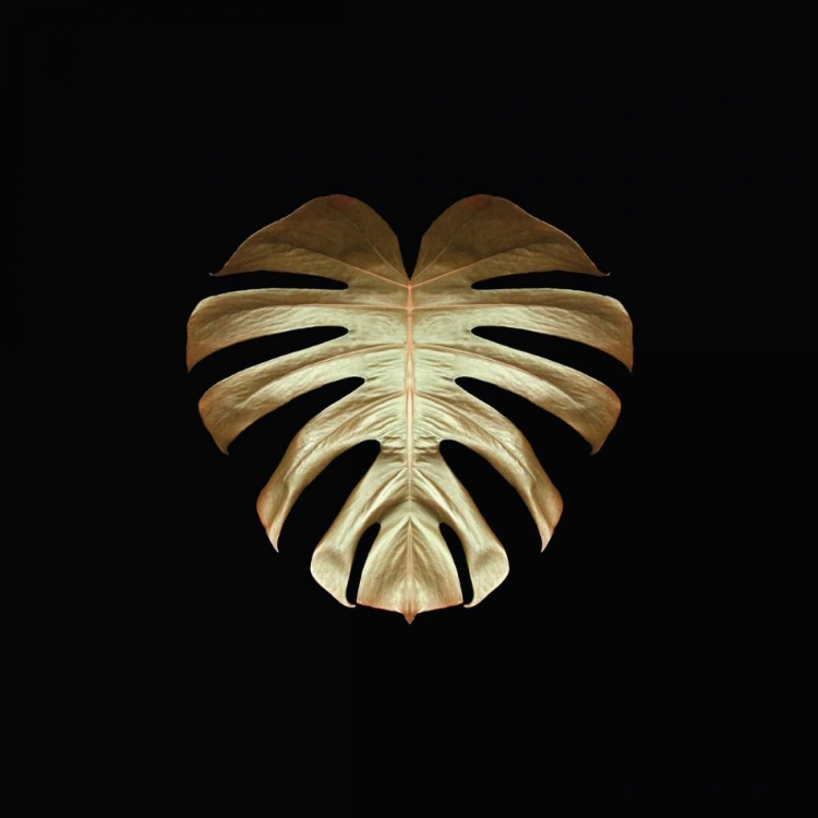 Picture of GOLD DECO MONSTERA