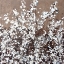 Picture of WHITE SPRING BLOSSOM