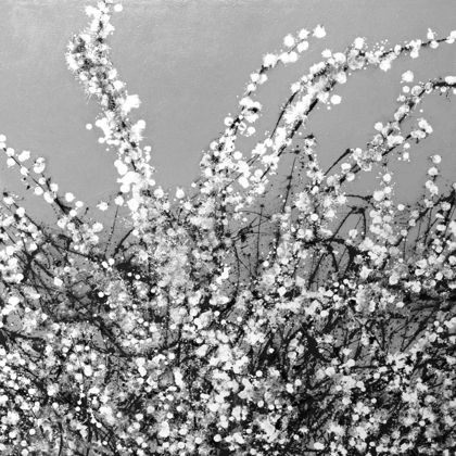 Picture of SPRING BLOSSOM ON GREY