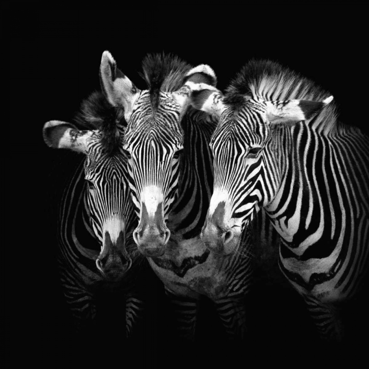 Picture of SHADES OF GREVY