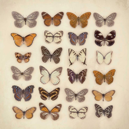 Picture of BUTTERFLY COLLECTION