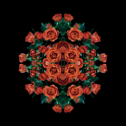 Picture of EXPLOSION OF ORANGE ROSES
