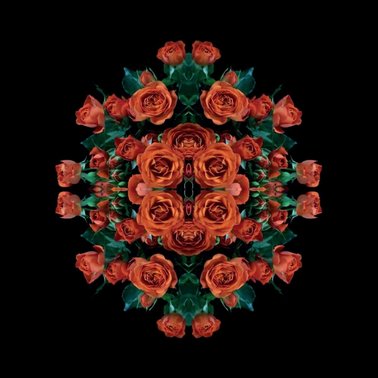 Picture of EXPLOSION OF ORANGE ROSES