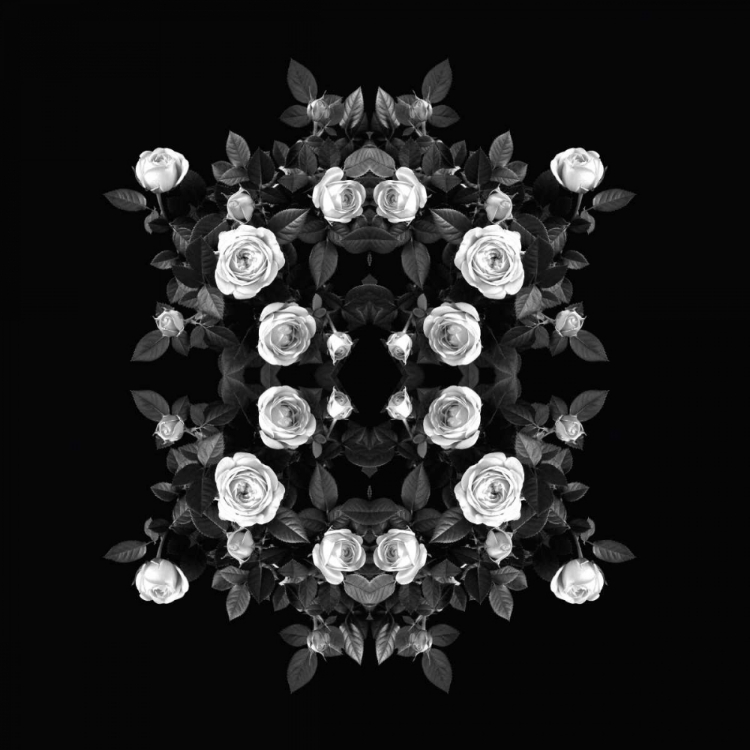 Picture of TINY ROSE BOMBASTIC