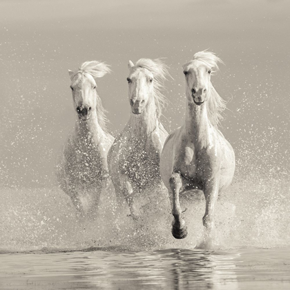 Picture of THREE WHITE HORSES