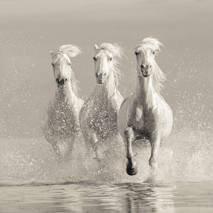 Picture of THREE WHITE HORSES