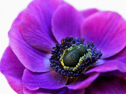 Picture of PURPLE ANEMONE