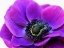 Picture of PURPLE ANEMONE