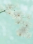 Picture of WHITE ORCHID