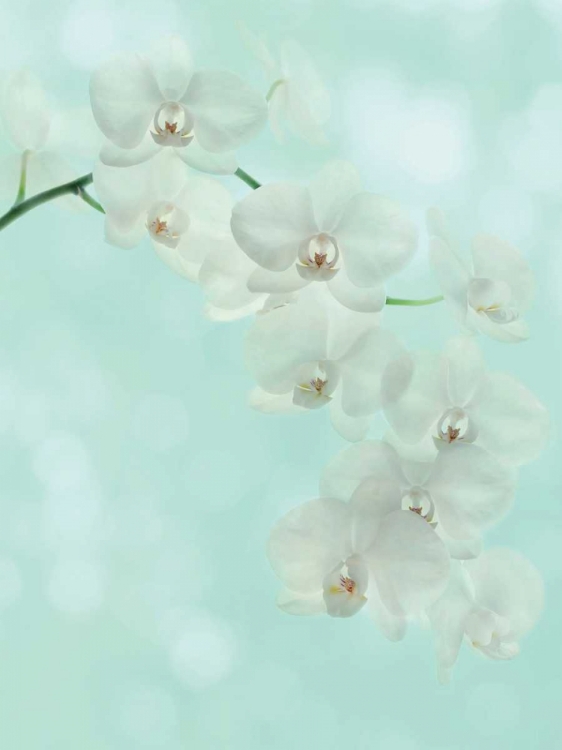 Picture of WHITE ORCHID