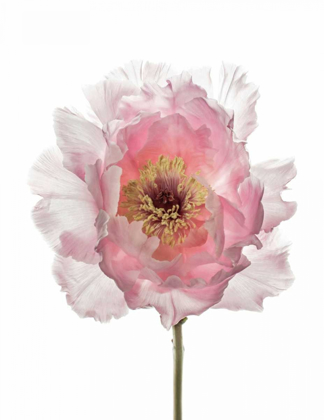Picture of CHAMPAGNE PINK PEONY