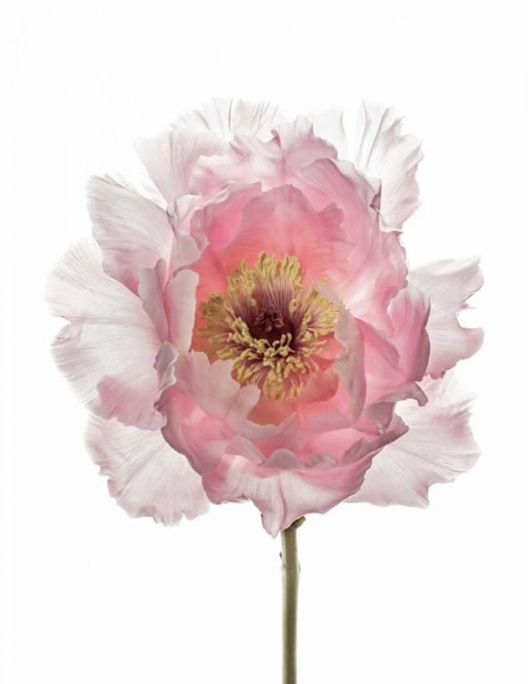 Picture of CHAMPAGNE PINK PEONY