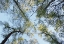 Picture of SPRING MORNING TREE TOPS