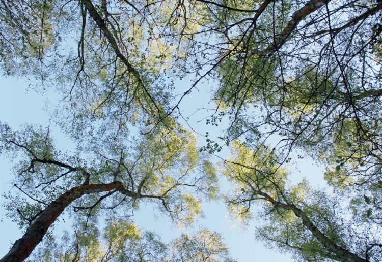 Picture of SPRING MORNING TREE TOPS