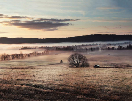 Picture of MISTY MORNING