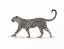 Picture of THE LEOPARD