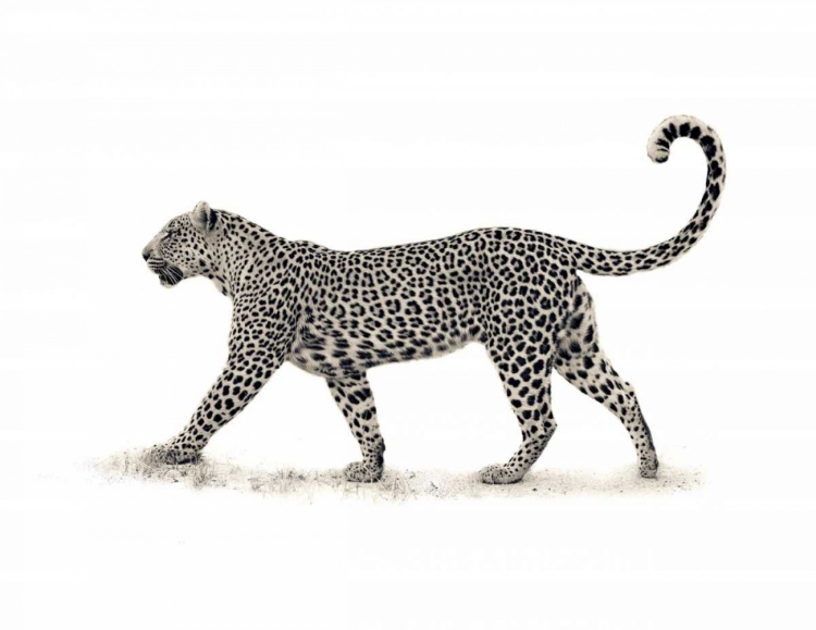 Picture of THE LEOPARD