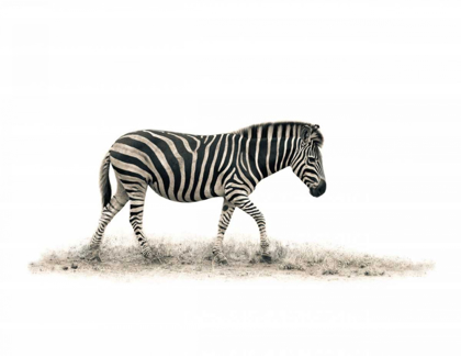 Picture of THE ZEBRA