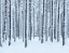 Picture of FROSTED TREES-FINLAND