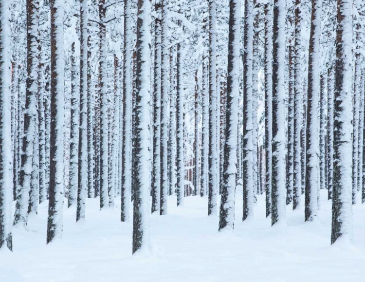 Picture of FROSTED TREES-FINLAND