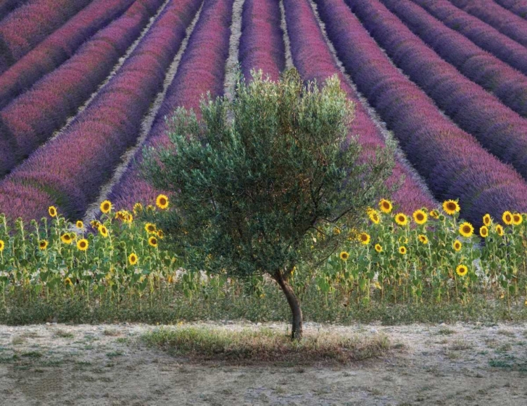 Picture of OLIVE TREE IN PROVENCE-FRANCE