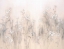 Picture of WHITE DAISIES