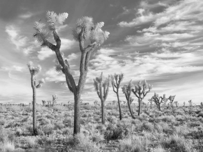 Picture of JOSHUA TREES, CALIFORNIA