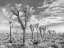 Picture of JOSHUA TREES, CALIFORNIA