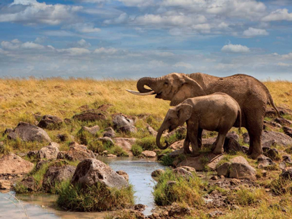 Picture of ELEPHANTS OF MAASAI MARA