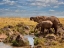 Picture of ELEPHANTS OF MAASAI MARA