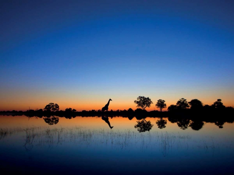 Picture of OKAVANGO