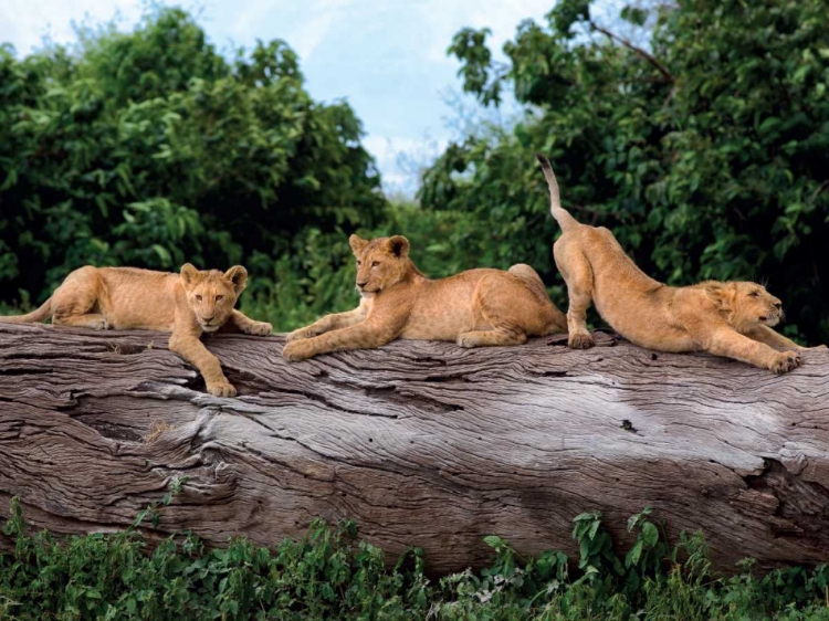 Picture of THREE CUBS ON A TREE