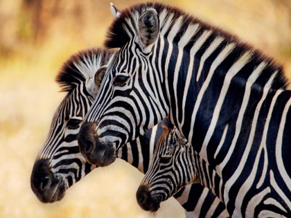 Picture of TRIO OF ZEBRAS