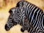 Picture of TRIO OF ZEBRAS