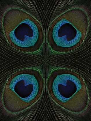 Picture of PEACOCK FEATHER QUARTETTE