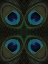Picture of PEACOCK FEATHER QUARTETTE