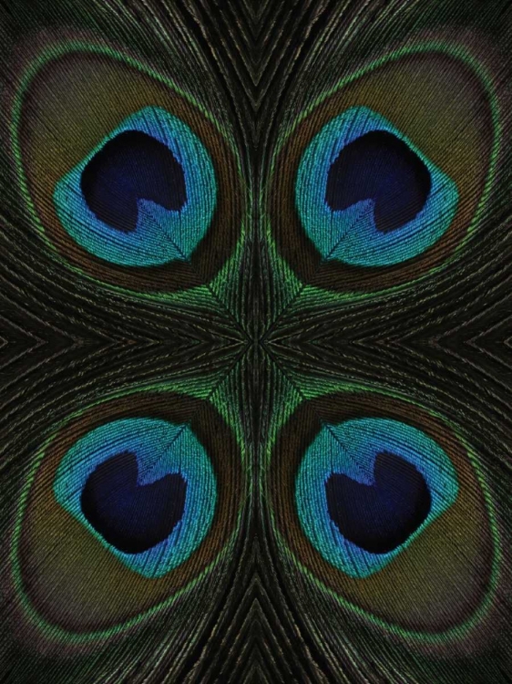 Picture of PEACOCK FEATHER QUARTETTE