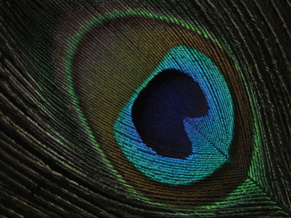 Picture of PEACOCK FEATHER EYE