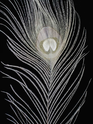 Picture of WHITE PEACOCK FEATHER