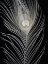 Picture of WHITE PEACOCK FEATHER