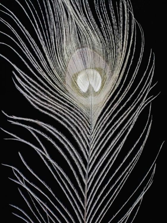 Picture of WHITE PEACOCK FEATHER