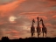 Picture of MOONRISE GIRAFFES