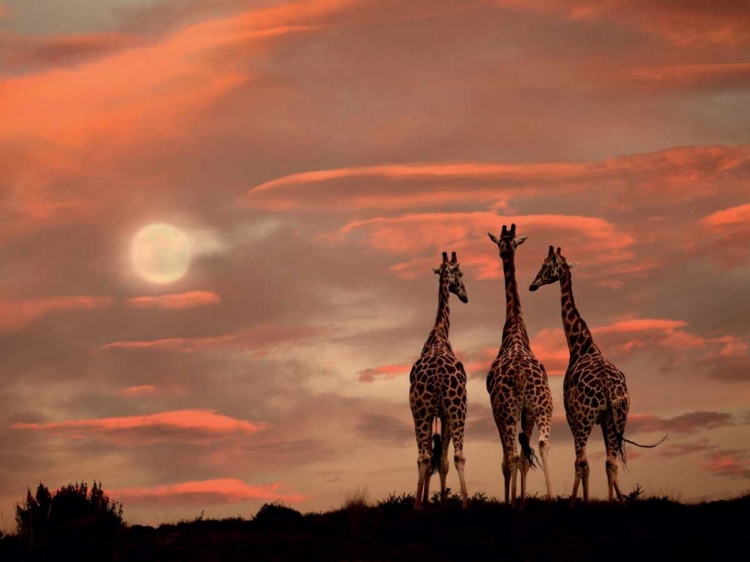 Picture of MOONRISE GIRAFFES