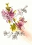 Picture of FLORAL FIELD NOTES I