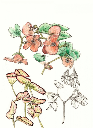 Picture of BEGONIA STUDY