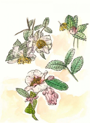 Picture of CAMELLIA STUDY