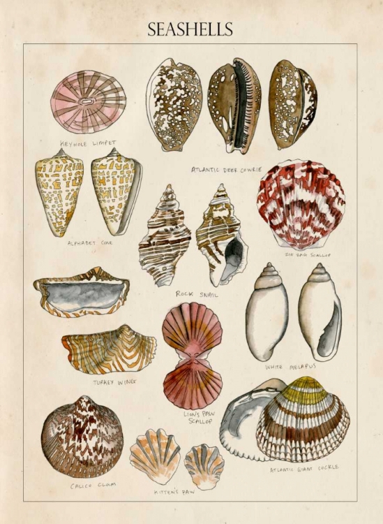 Picture of SEASHELL SKETCH I