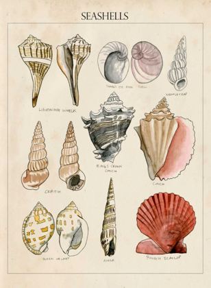Picture of SEASHELL SKETCH II
