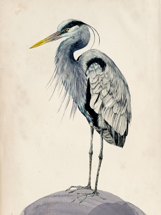 Picture of BLUE HERON RENDERING II